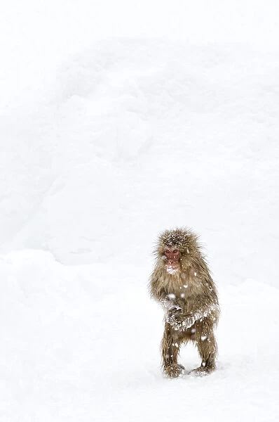 Japanese Macaque (Macaca fuscata) juvenile standing up with feet pointed inward, Jigokudani