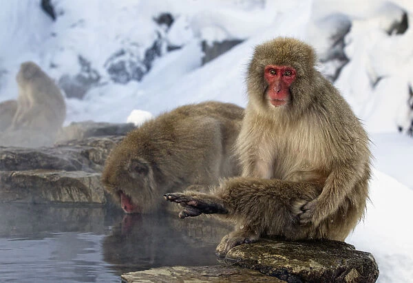 Japanese Macaque (Macaca fuscata) lifting leg while sitting at side of thermal pool