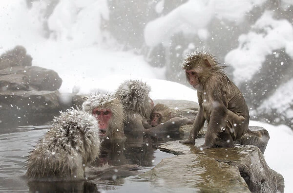 Japanese Macaque (Macaca fuscata) females gather at one end of the hot springs, Jigokudani