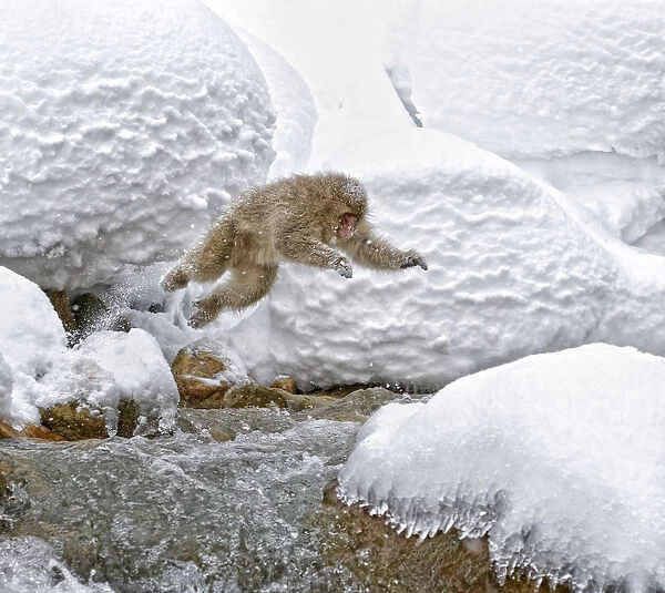 Japanese Macaque (Macaca fuscata) leaping across the rapids onto boulders in Hell Valley
