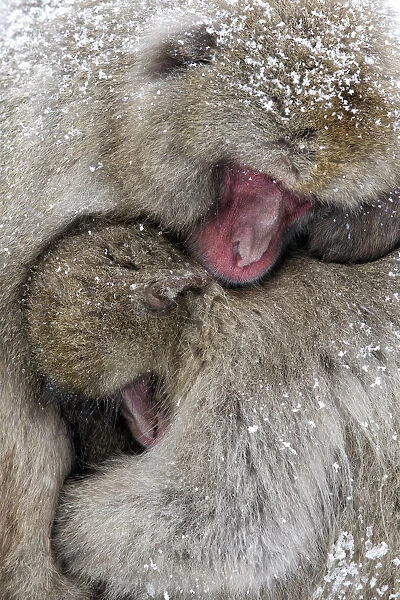 Japanese Macaque (Macaca fuscata) male and female are huddled together as the snow