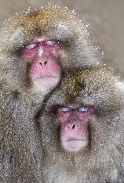 Japanese Macaque (Macaca fuscata) pair falling asleep together, Jigokudani, Japan