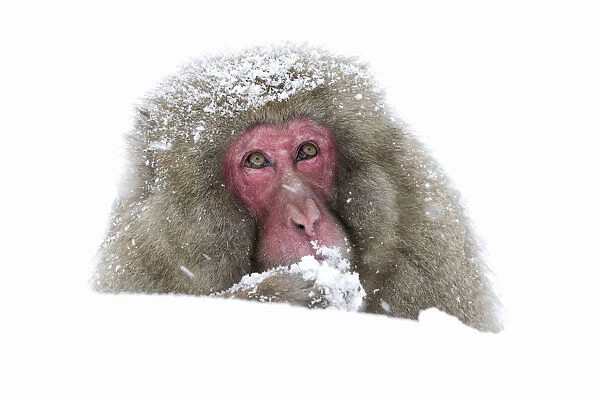 Japanese Macaque (Macaca fuscata) stays alert and on guard while eating, Jigokudani