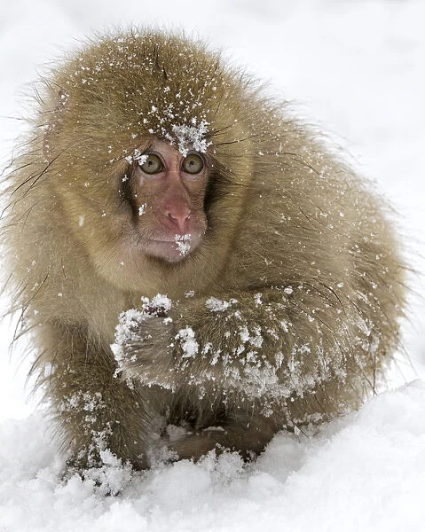 Japanese Macaque (Macaca fuscata) juvenile with puffed up fur in the snow, Jigokudani