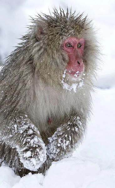 Japanese Macaque (Macaca fuscata) foraging for food in deep snow, front hands covered in snow