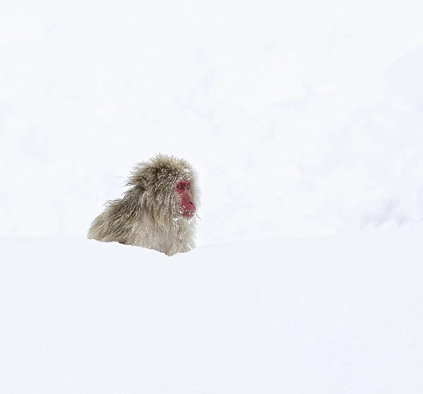 Japanese Macaque (Macaca fuscata) sitting deep in the newly fallen snow in Jigokudani