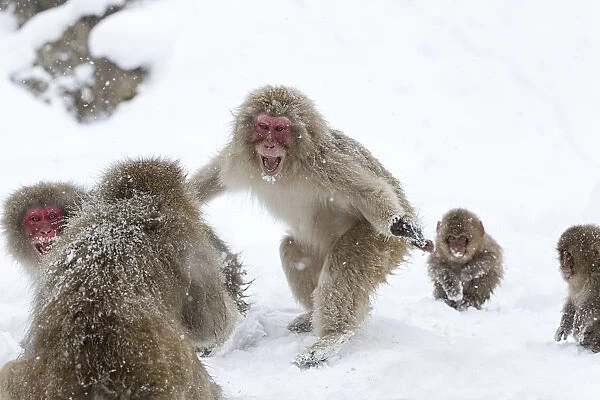 Japanese Macaque (Macaca fuscata) aggressive adult male approaches another monkey in Jigokudani