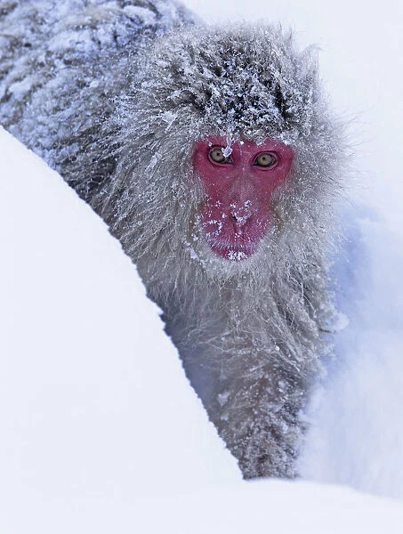 Japanese Macaque (Macaca fuscata) following the established trail in the snow to