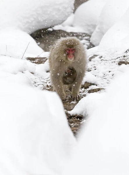 Japanese Macaque (Macaca fuscata) carrying baby through the snow, Jigokudani, Japan