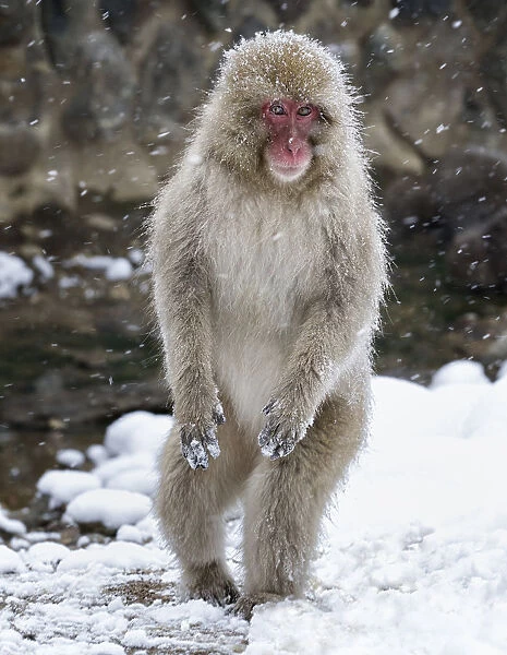 Japanese Macaque (Macaca fuscata) female standing on hind legs in snow, Jigokudani, Japan