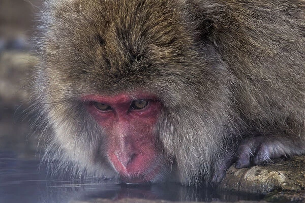 Japanese Macaque (Macaca fuscata) drinking from hotsprings, Jigokudani, Japan. February
