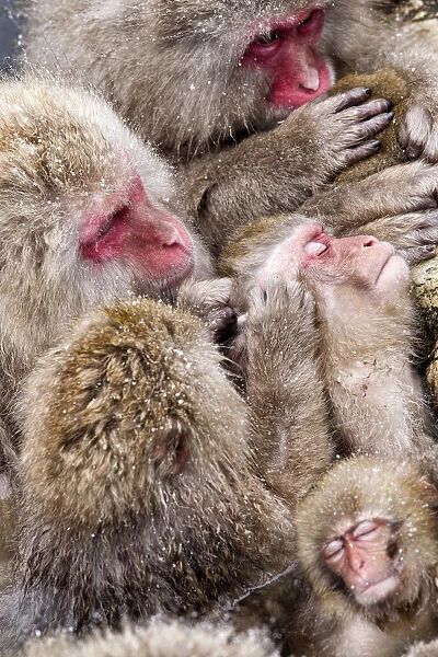 Japanese Macaque (Macaca fuscata) mothers grooming their babies in the hot springs of Jigokudani
