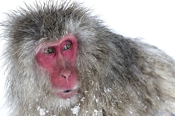Japanese Macaque (Macaca fuscata) male watching another male at the monkey park in Jigokudani