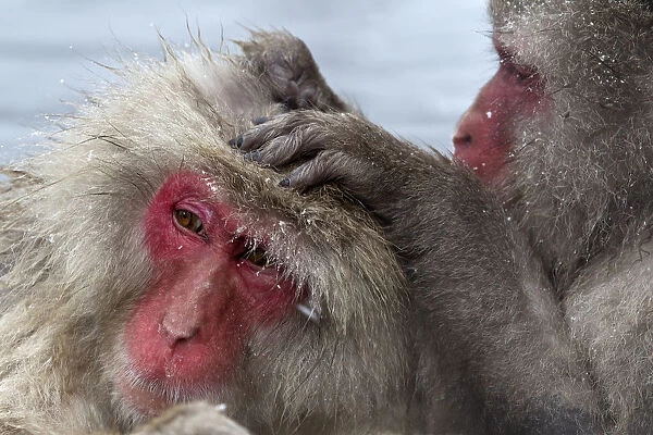 Japanese Macaque (Macaca fuscata) grooming another in Jigokudani, Japan