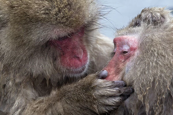 Japanese Macaque (Macaca fuscata) adult female grooming another in hotspring, Jigokudani