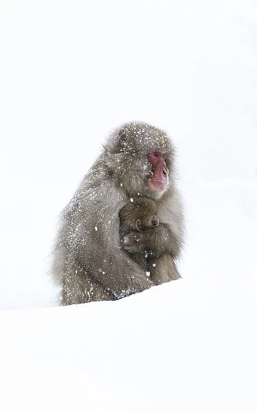 Japanese Macaque (Macaca fuscata) female holding baby close in snow, Jigokudani, Japan