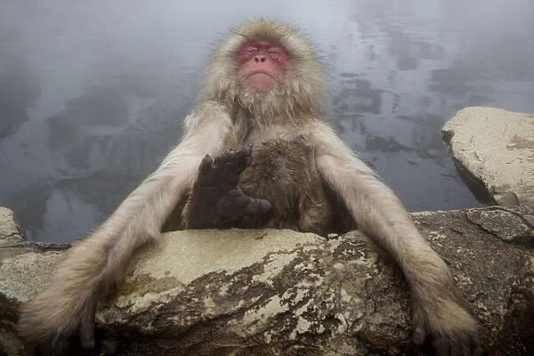 Japanese macaque (Macaca fuscata) relaxing in hot spring in Jigokudani, Yaenkoen