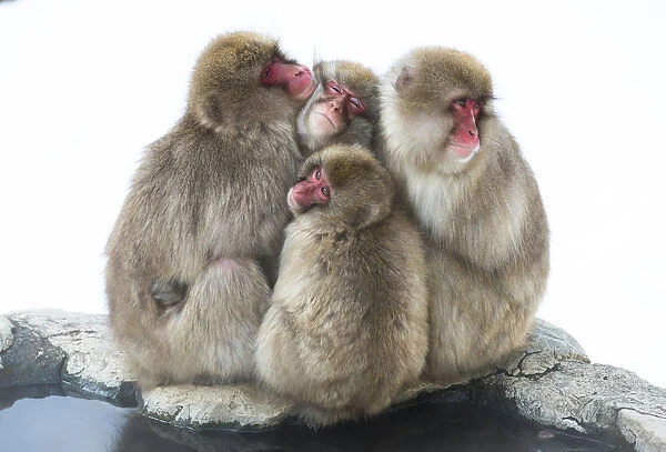 Japanese macaque (Macaca fuscata) group huddling up together, Jigokudani, Nagano, Japan