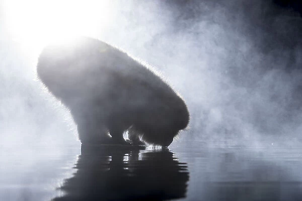 Japanese macaque (Macaca fuscata) drinking at hot spring, silhouetted in mist, Jigokudani
