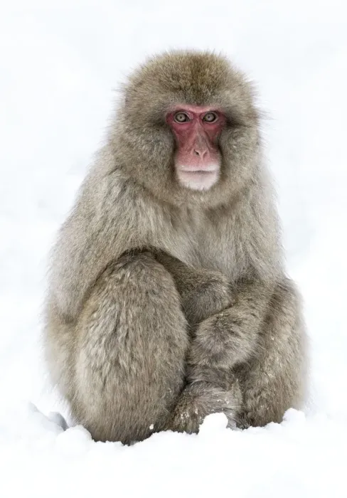 Framed Print : Japanese Macaque (Macaca fuscata) adult sitting in snow with hands stacked, Jigokudani Framed Print : Japanese Macaque (Macaca fuscata) adult sitting in snow with hands stacked, Jigokudani
