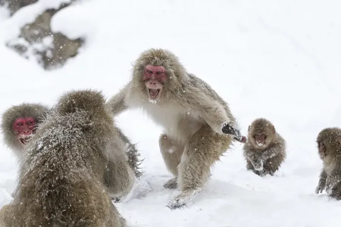Framed Print : Japanese Macaque (Macaca fuscata) aggressive adult male approaches another monkey in Jigokudani Framed Print : Japanese Macaque (Macaca fuscata) aggressive adult male approaches another monkey in Jigokudani