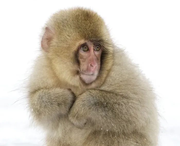Framed Print : Japanese Macaque (Macaca fuscata) baby with fur puffed out to keep itself warm, Jigokudani, Japan Framed Print : Japanese Macaque (Macaca fuscata) baby with fur puffed out to keep itself warm, Jigokudani, Japan