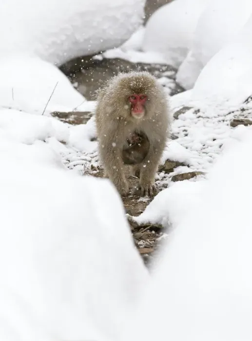 Framed Print : Japanese Macaque (Macaca fuscata) carrying baby through the snow, Jigokudani, Japan Framed Print : Japanese Macaque (Macaca fuscata) carrying baby through the snow, Jigokudani, Japan