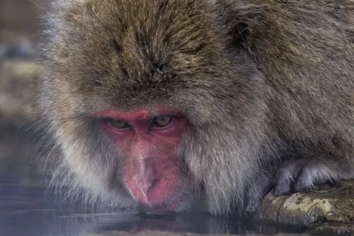 Framed Print : Japanese Macaque (Macaca fuscata) drinking from hotsprings, Jigokudani, Japan. February Framed Print : Japanese Macaque (Macaca fuscata) drinking from hotsprings, Jigokudani, Japan. February