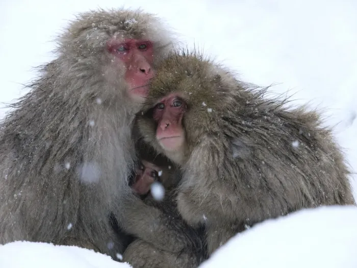 Framed Print : Japanese macaque (Macaca fuscata) family huddled together for warmth on a cold day Framed Print : Japanese macaque (Macaca fuscata) family huddled together for warmth on a cold day