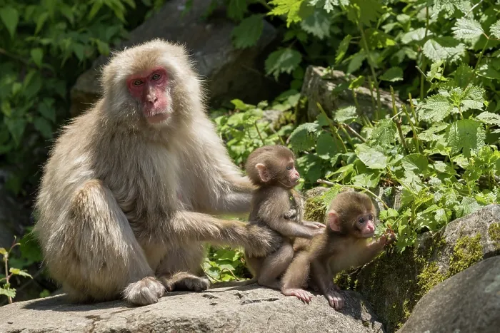 Framed Print : Japanese macaque (Macaca fuscata) female holding onto infant as it sits by another on rock by hot spring, Jikogudani Monkey Park, Nagano Prefecture, Japan, June Framed Print : Japanese macaque (Macaca fuscata) female holding onto infant as it sits by another on rock by hot spring, Jikogudani Monkey Park, Nagano Prefecture, Japan, June