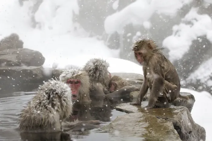 Framed Print : Japanese Macaque (Macaca fuscata) females gather at one end of the hot springs, Jigokudani Framed Print : Japanese Macaque (Macaca fuscata) females gather at one end of the hot springs, Jigokudani