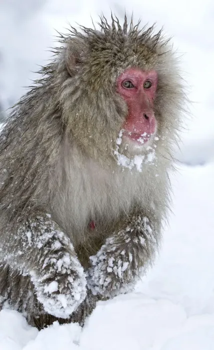 Framed Print : Japanese Macaque (Macaca fuscata) foraging for food in deep snow, front hands covered in snow