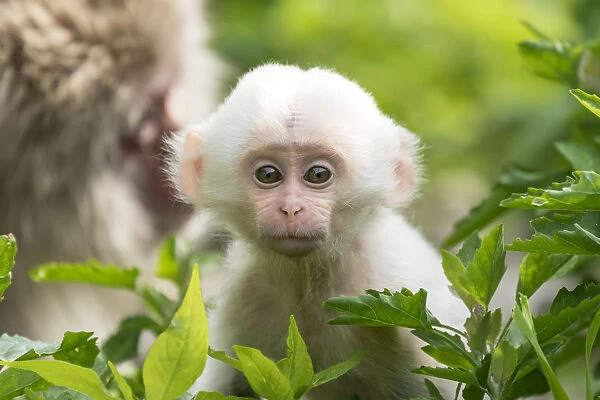 Japanese macaque (Macaca fuscata fuscata) mother with rare white furred baby, Jigokudani Valley