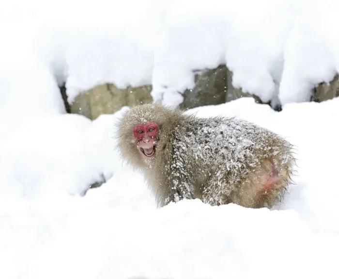 Framed Print : Japanese macaque (Macaca fuscata) grinning aggressively, Jigokudani, Japan, January Framed Print : Japanese macaque (Macaca fuscata) grinning aggressively, Jigokudani, Japan, January