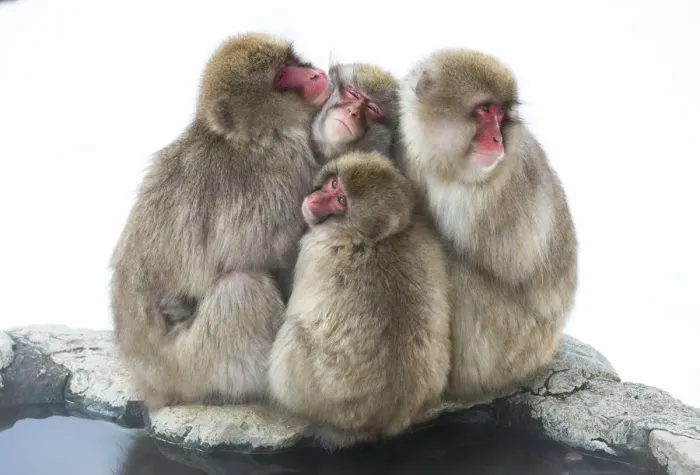 Framed Print : Japanese macaque (Macaca fuscata) group huddling up together, Jigokudani, Nagano, Japan Framed Print : Japanese macaque (Macaca fuscata) group huddling up together, Jigokudani, Nagano, Japan