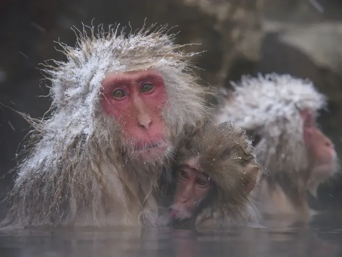 Framed Print : Japanese macaque (Macaca fuscata) holding young while bathing in hot spring to keep warm Framed Print : Japanese macaque (Macaca fuscata) holding young while bathing in hot spring to keep warm