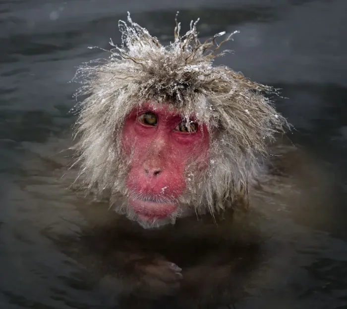 Framed Print : Japanese Macaque (Macaca fuscata) with icy strands of fur on its head, Jigokudani