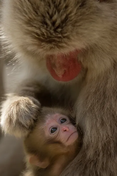Framed Print : Japanese macaque (Macaca fuscata) infant being groomed by mother, Jikogudani Monkey Park, Nagano Prefecture, Japan, June Framed Print : Japanese macaque (Macaca fuscata) infant being groomed by mother, Jikogudani Monkey Park, Nagano Prefecture, Japan, June