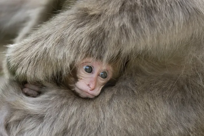 Framed Print : Japanese macaque (Macaca fuscata) infant being held by mother, Jikogudani Monkey Park, Nagano Prefecture, Japan, June Framed Print : Japanese macaque (Macaca fuscata) infant being held by mother, Jikogudani Monkey Park, Nagano Prefecture, Japan, June