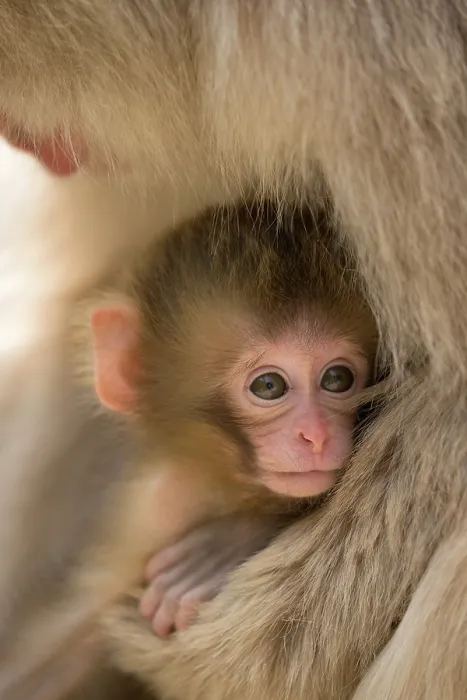 Framed Print : Japanese macaque (Macaca fuscata) infant being held by mother, Jikogudani Monkey Park, Nagano Prefecture, Japan, June Framed Print : Japanese macaque (Macaca fuscata) infant being held by mother, Jikogudani Monkey Park, Nagano Prefecture, Japan, June