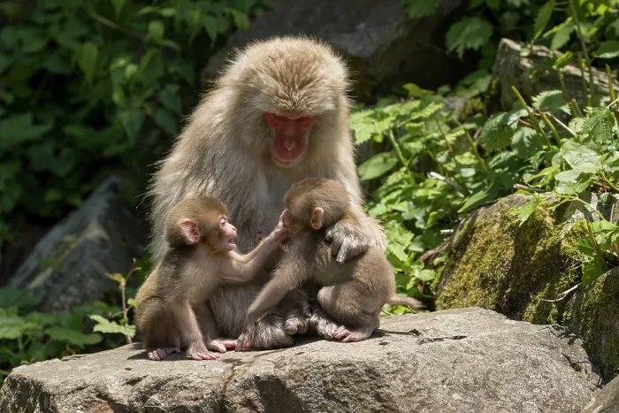 Framed Print : Japanese macaque (Macaca fuscata) infants playing in front of female near hot springs of Jikogudani Monkey Park, Nagano Prefecture, Japan, June Framed Print : Japanese macaque (Macaca fuscata) infants playing in front of female near hot springs of Jikogudani Monkey Park, Nagano Prefecture, Japan, June