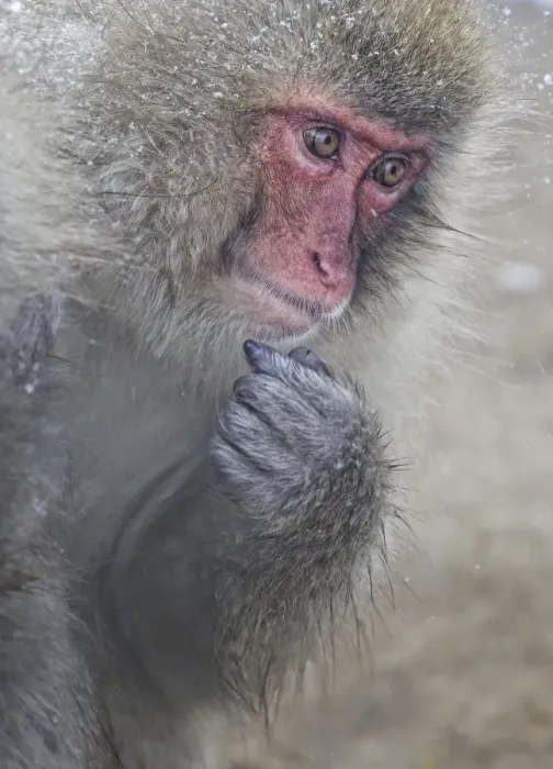 Framed Print : Japanese Macaque (Macaca fuscata) Jigokudani, Japan, January Framed Print : Japanese Macaque (Macaca fuscata) Jigokudani, Japan, January