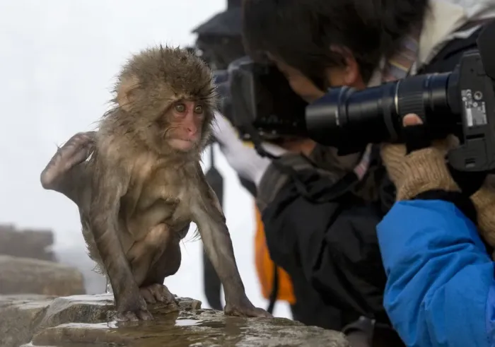 Framed Print : Japanese Macaque (Macaca fuscata) juvenile appears to be doing tricks to get some Framed Print : Japanese Macaque (Macaca fuscata) juvenile appears to be doing tricks to get some