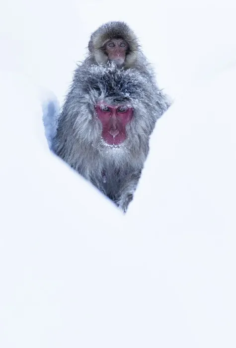 Framed Print : Japanese Macaque (Macaca fuscata) juvenile riding on its mothers back, along Framed Print : Japanese Macaque (Macaca fuscata) juvenile riding on its mothers back, along