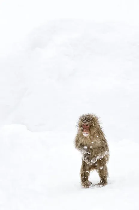Framed Print : Japanese Macaque (Macaca fuscata) juvenile standing up with feet pointed inward, Jigokudani Framed Print : Japanese Macaque (Macaca fuscata) juvenile standing up with feet pointed inward, Jigokudani