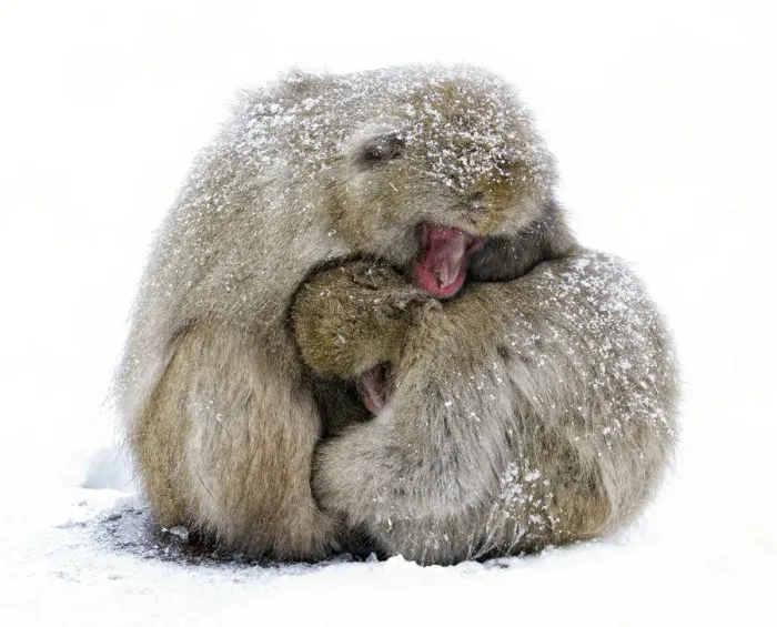 Framed Print : Japanese Macaque (Macaca fuscata) male and female huddle together during a light Framed Print : Japanese Macaque (Macaca fuscata) male and female huddle together during a light