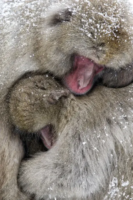 Framed Print : Japanese Macaque (Macaca fuscata) male and female are huddled together as the snow Framed Print : Japanese Macaque (Macaca fuscata) male and female are huddled together as the snow