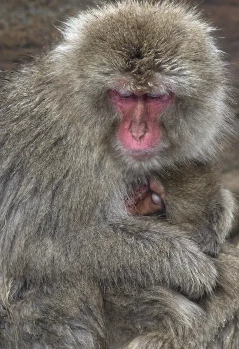 Framed Print : Japanese Macaque (Macaca fuscata) mother and baby doze off together for a moment in Jigokudani Framed Print : Japanese Macaque (Macaca fuscata) mother and baby doze off together for a moment in Jigokudani