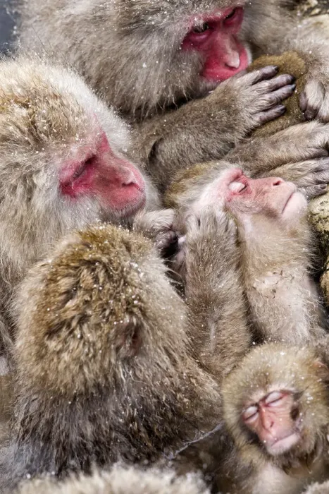 Framed Print : Japanese Macaque (Macaca fuscata) mothers grooming their babies in the hot springs of Jigokudani Framed Print : Japanese Macaque (Macaca fuscata) mothers grooming their babies in the hot springs of Jigokudani