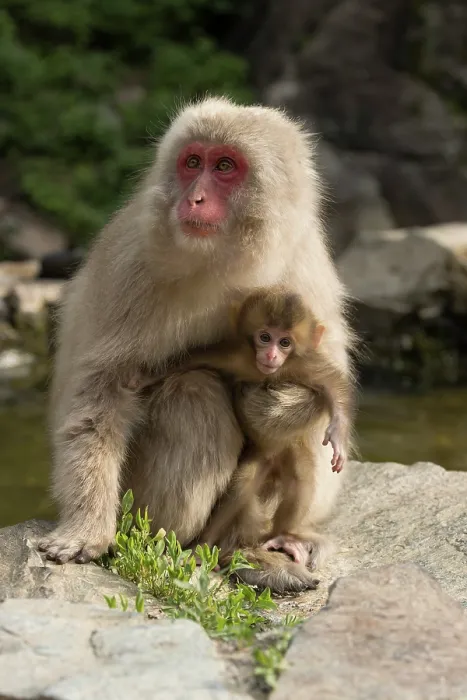 Framed Print : Japanese macaque (Macaca fuscata) newborn being held by mother beside hot springs, Jikogudani Monkey Park, Nagano Prefecture, Japan, June Framed Print : Japanese macaque (Macaca fuscata) newborn being held by mother beside hot springs, Jikogudani Monkey Park, Nagano Prefecture, Japan, June